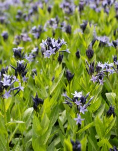 Amsonia Blue Ice - Amsonia hybride Blue ice - vue d'ensemble
