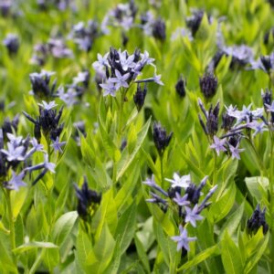 Amsonia Blue Ice - Amsonia hybride Blue ice - vue d'ensemble