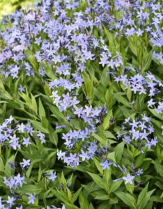 Amsonia Blue Ice - Amsonia hybride Blue ice - inflorescences