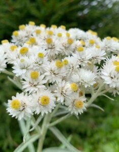 Anaphalis triplinervis - Imortelle de l'himalaya - inflorescence