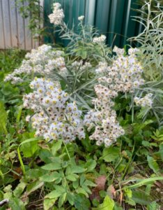 Anaphalis triplinervis - Imortelle de l'himalaya - vue d'ensemble