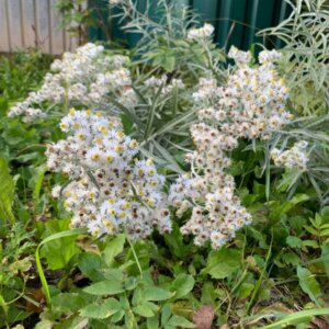 Anaphalis triplinervis - Imortelle de l'himalaya - vue d'ensemble