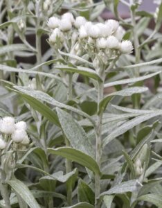 Anaphalis triplinervis - Imortelle de l'himalaya - inflorescences