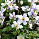 Anemone Dreaming Swan - Anémone du Japon hybride - vue d'ensemble