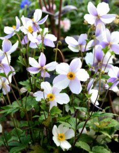Anemone Dreaming Swan - Anémone du Japon hybride - vue d'ensemble