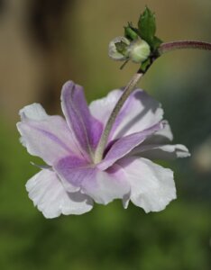 Anemone Dreaming Swan - Anémone du Japon hybride - fleur