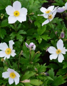 Anemone Wild Swan - Anémone du Japon hybride - vue d'ensemble