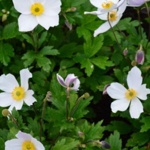 Anemone Wild Swan - Anémone du Japon hybride - vue d'ensemble
