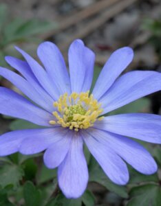 Anemone blanda Blue Shades - Anémone de Grèce - fleur