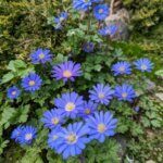 Anemone blanda Blue Shades - Anémone de Grèce - vue d'ensemble
