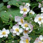 Anemone hupehensis September Charm - Anémone du Japon - vue d'ensemble