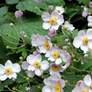 Anemone hupehensis September Charm - Anémone du Japon - vue d'ensemble