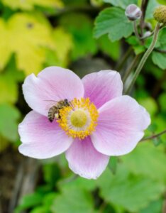 Anemone hupehensis September Charm - Anémone du Japon - fleur