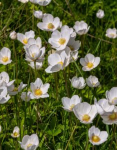 Anemone sylvestris - Anémone sauvage - fleurs
