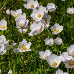 Anemone sylvestris - Anémone sauvage - fleurs