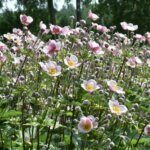 Anemone tomentosa Robustissima - Anémone du Tibet - vue d'ensemble