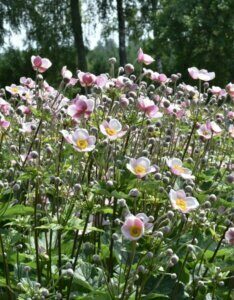 Anemone tomentosa Robustissima - Anémone du Tibet - vue d'ensemble