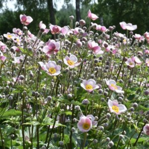 Anemone tomentosa Robustissima - Anémone du Tibet - vue d'ensemble