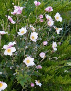 Anemone tomentosa Robustissima - Anémone du Tibet - fleurs et feuillage