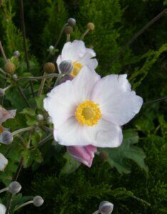 Anemone tomentosa Robustissima - Anémone du Tibet - fleur