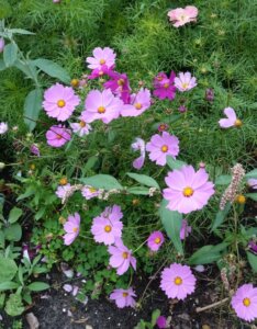 Anemone x hybrida Königin Charlotte - Anémone du Japon - fleurs