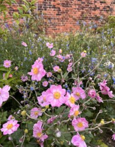 Anemone x hybrida Königin Charlotte - Anémone du Japon - vue d'ensemble