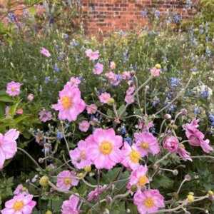 Anemone x hybrida Königin Charlotte - Anémone du Japon - vue d'ensemble