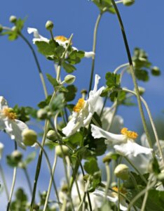 Anemone xhybrida Honorine Jobert - Anémone du Japon - fleurs et feuillage