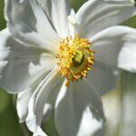 Anemone xhybrida Honorine Jobert - Anémone du Japon - fleur