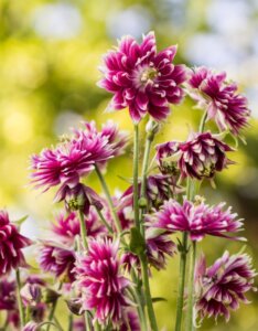 Aquilegia Nora Barlow - Ancolie des jardins - fleurs