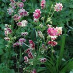 Aquilegia Nora Barlow - Ancolie des jardins - vue d'ensemble