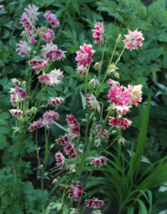 Aquilegia Nora Barlow - Ancolie des jardins - vue d'ensemble