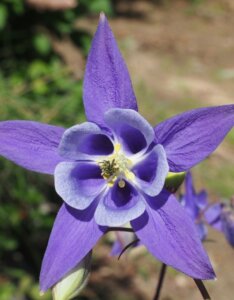 Aquilegia alpina - Ancolie des Alpes - fleur