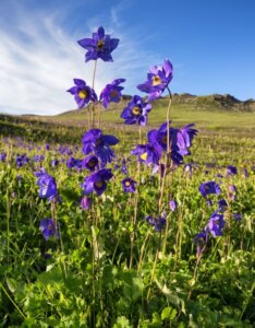 Aquilegia alpina - Ancolie des Alpes - vue d'ensemble