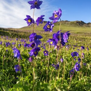 Aquilegia alpina - Ancolie des Alpes - vue d'ensemble