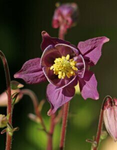 Aquilegia atrata - Ancolie noirâtre - fleur