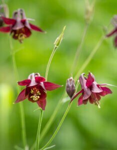 Aquilegia atrata - Ancolie noirâtre - fleurs
