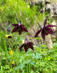 Aquilegia atrata - Ancolie noirâtre - vue d'ensemble
