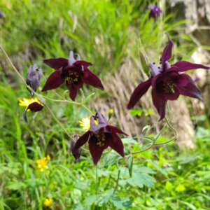 Aquilegia atrata - Ancolie noirâtre - vue d'ensemble