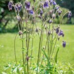 Aquilegia vulgaris - Ancolie des jardins - vue d'ensemble