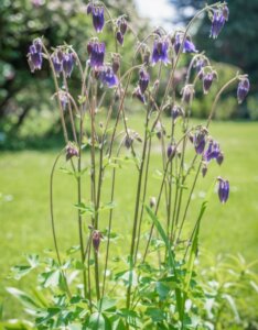 Aquilegia vulgaris - Ancolie des jardins - vue d'ensemble