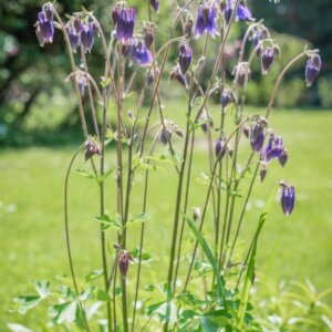 Aquilegia vulgaris - Ancolie des jardins - vue d'ensemble