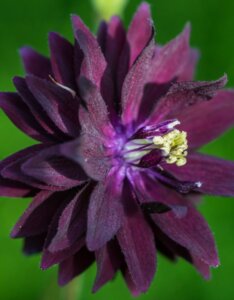 Aquilegia vulgaris Black Barlow - Ancolie des jardins - fleur