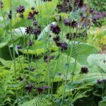 Aquilegia vulgaris Black Barlow - Ancolie des jardins - vue d'ensemble