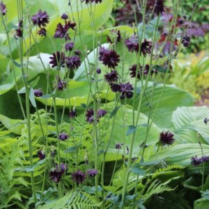 Aquilegia vulgaris Black Barlow - Ancolie des jardins - vue d'ensemble