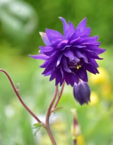 Aquilegia vulgaris Blue Barlow - Ancolie des jardins - fleur
