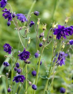Aquilegia vulgaris Blue Barlow - Ancolie des jardins - vue d'ensemble