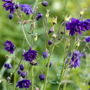 Aquilegia vulgaris Blue Barlow - Ancolie des jardins - vue d'ensemble