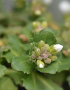 Arabis alpina Snowcap - Corbeille d'argent - feuillage et boutons
