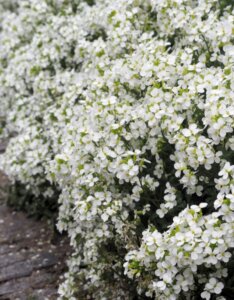 Arabis alpina Snowcap - Corbeille d'argent - vue d'ensemble